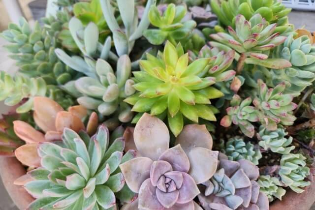 花が咲く観葉植物で部屋を明るく。初心者でも育てやすい7つの種類VACAY ヴァケイ