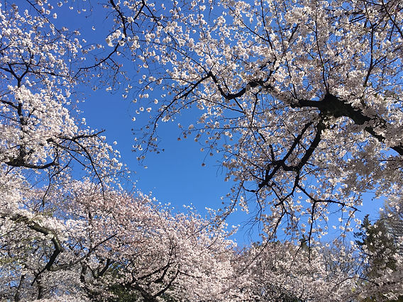 思い立ったが吉日で桜のお花見🌸 | 大阪・守口 癒しのアロマテラピー