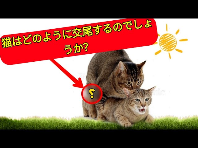 エッチな猫が女の子のプライベートを覗き見、春輝「女子寮猫のタマさん」1巻 - コミックナタリー