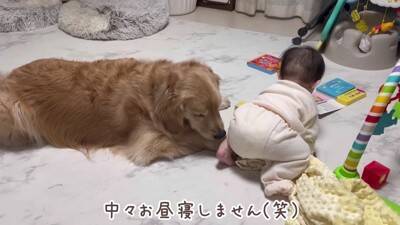 犬出産動画 - YouTube