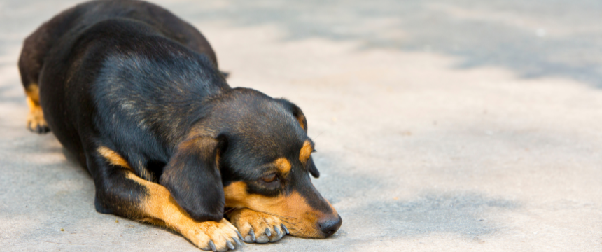 桃太郎の動物が犬と猿とキジの理由は？家来になる順番と役割はあるの？ – 生物モラトリアム