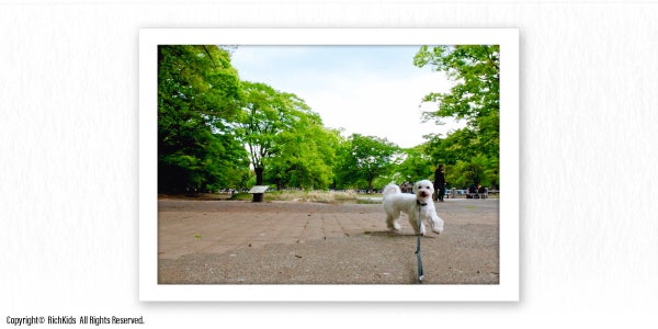 ペット用はさみ カラフルなペットはさみペット犬フラットカット、8.5 