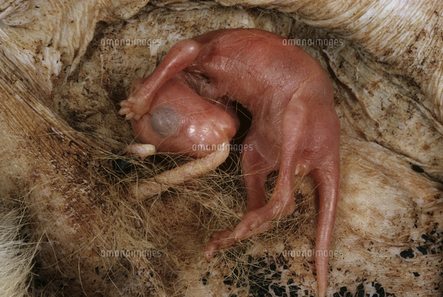 カンガルーの赤ちゃんはどこから生まれる？カンガルー誕生と成長 – zoo zoo diary