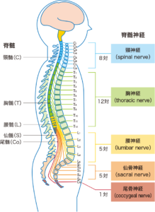 気持ちいいけど覚えない方がいい足ピンオナニーとは？直し方まで徹底解説｜Cheeek [チーク]