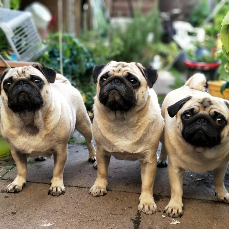 子犬の子育てにおける「お父さん犬」の役割ワンペディア