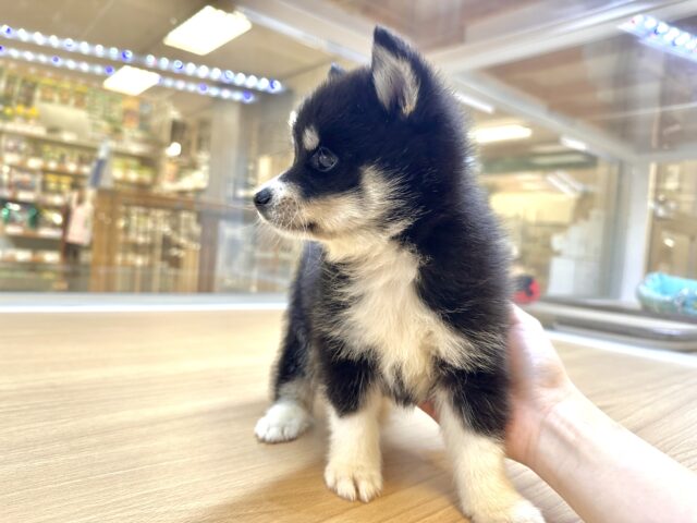 ポメラニアン×ハスキー＝「ポンスキー」！ カゴに詰まったかわいい子犬たちの動画が癒やしの光景 1 2ねとらぼ