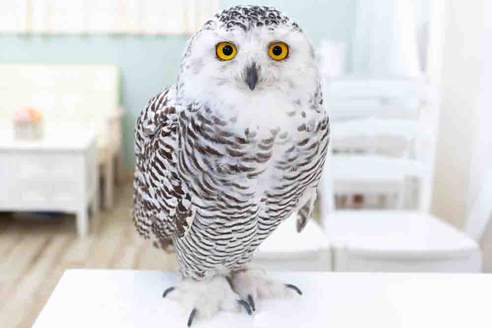 魅力的なフクロウの仲間たち愛しい北海道ANIMALSほんのひととき