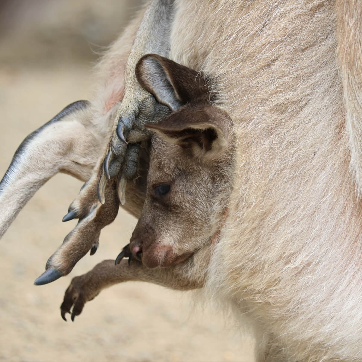 愛媛県立とべ動物園