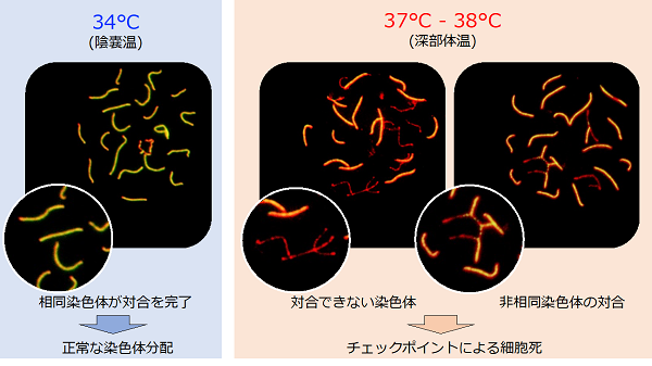 精子（精液）は温度に弱い？ 精子にとって快適な環境や温度は何度？ -