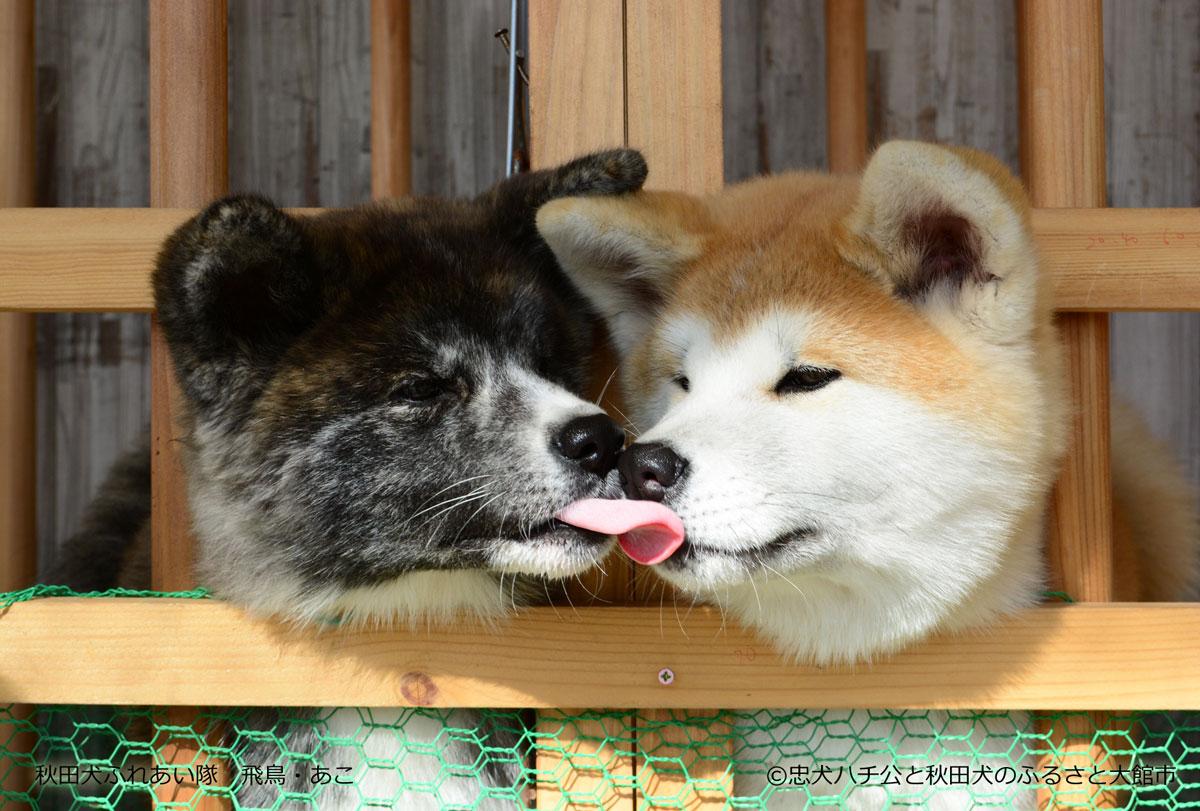 あなたの可愛いペットちゃんを年賀状に。年賀状撮影ならバウディーまで岡山・倉敷でペット撮影ならペット写真館バウディ