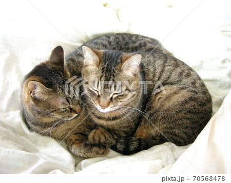 膝の上でお話ししながらじゃれ合う仲良し子猫の三兄弟にホッコリ*´ω｀* ♡エウレカねこ部