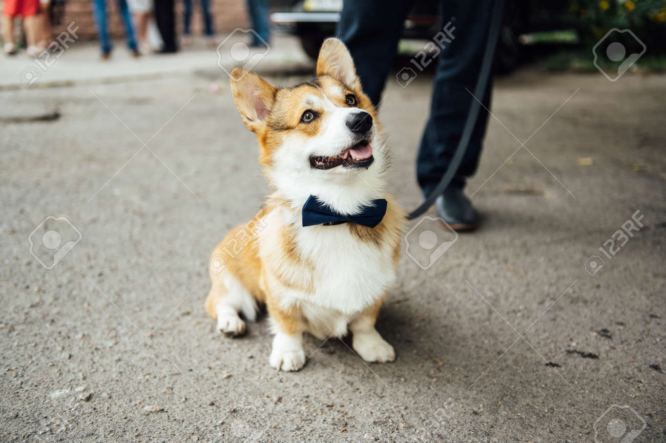 ペット用 大型犬 中型犬用 可愛い 結婚式記念写真用蝶ネクタイ風 エプロン 白の通販 by FLUFFYpet123's shopラクマ