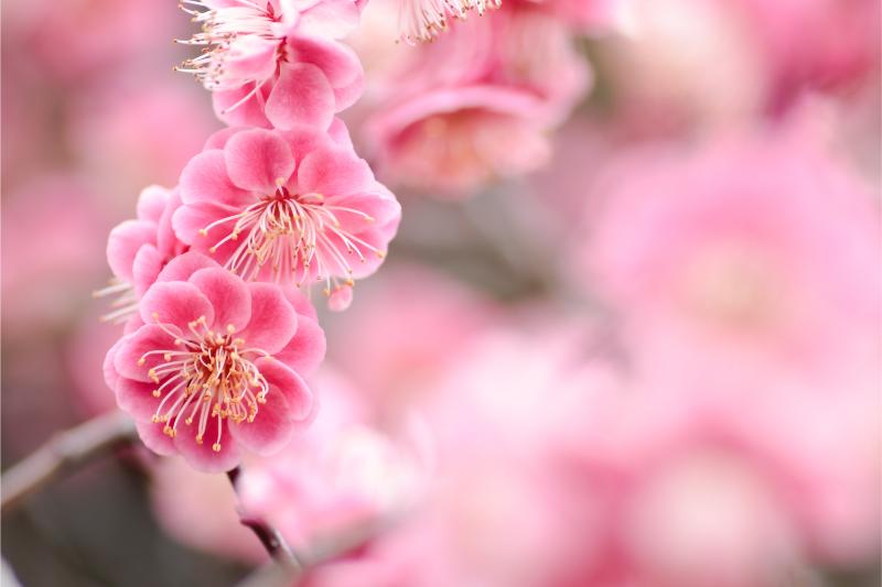 南高梅 - Wikipedia