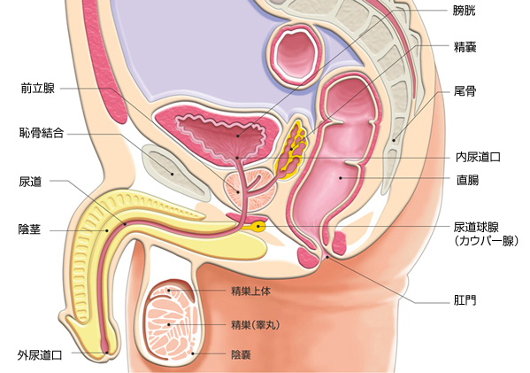 会陰オナニーの理論と方法 | 男性生殖器マニア