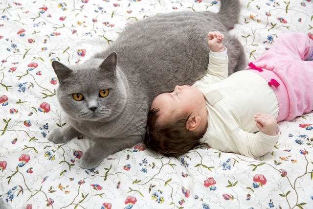 3,484 赤ちゃん 猫 Stock Photos, High-Res Pictures, and Images - Getty Images赤ちゃん 犬, 子供 猫