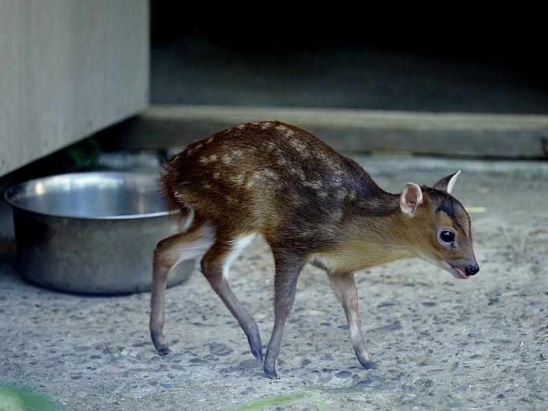 キョンの赤ちゃん : 動物園放浪記