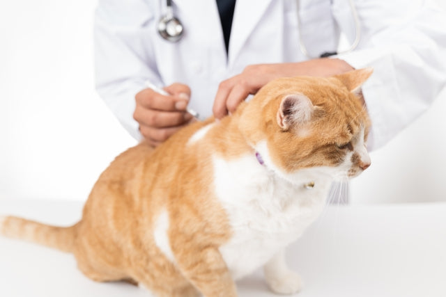 赤ちゃんを見守る会」結成！？新しい家族を受け入れ深い愛情を注ぐ猫ちゃんに、飼い主さん感動！ねこナビ