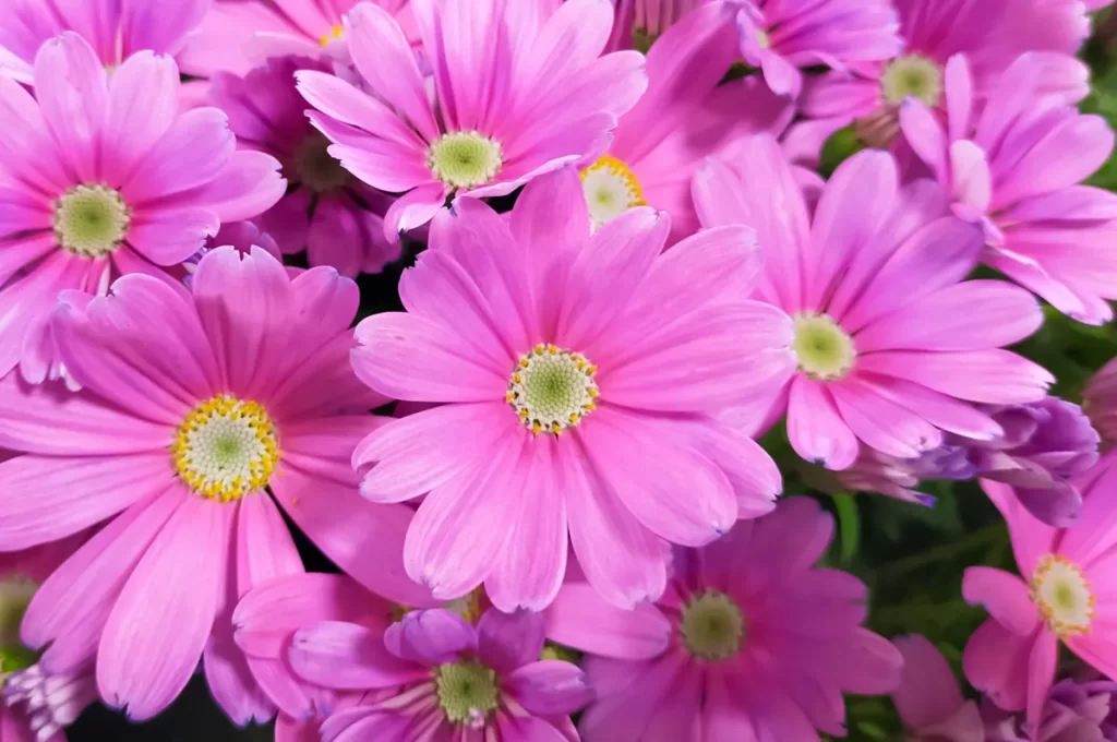 友情・友達・絆」の花言葉の花の種類◇友人へのプレゼントにおすすめ - 花だより