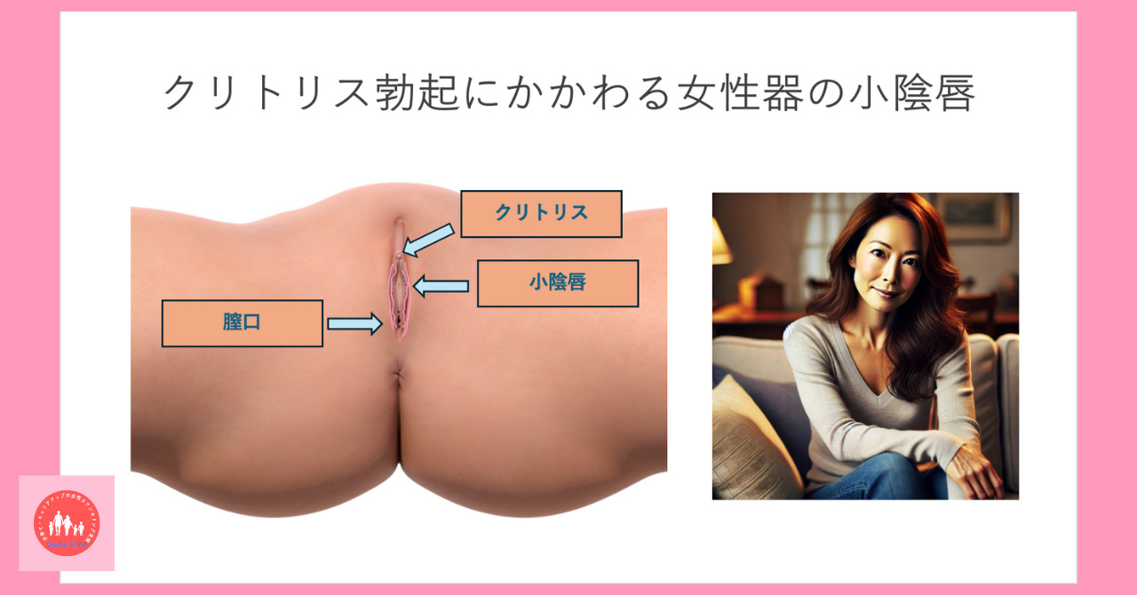 ペニスとクリトリス「勃起・形・メカニズム」の違い【比較完全図解】 | セクテクサイト