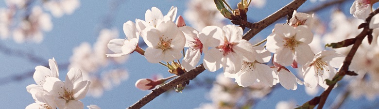 卒業証書の筒と桜の花イラストのフリー素材イラストイメージ
