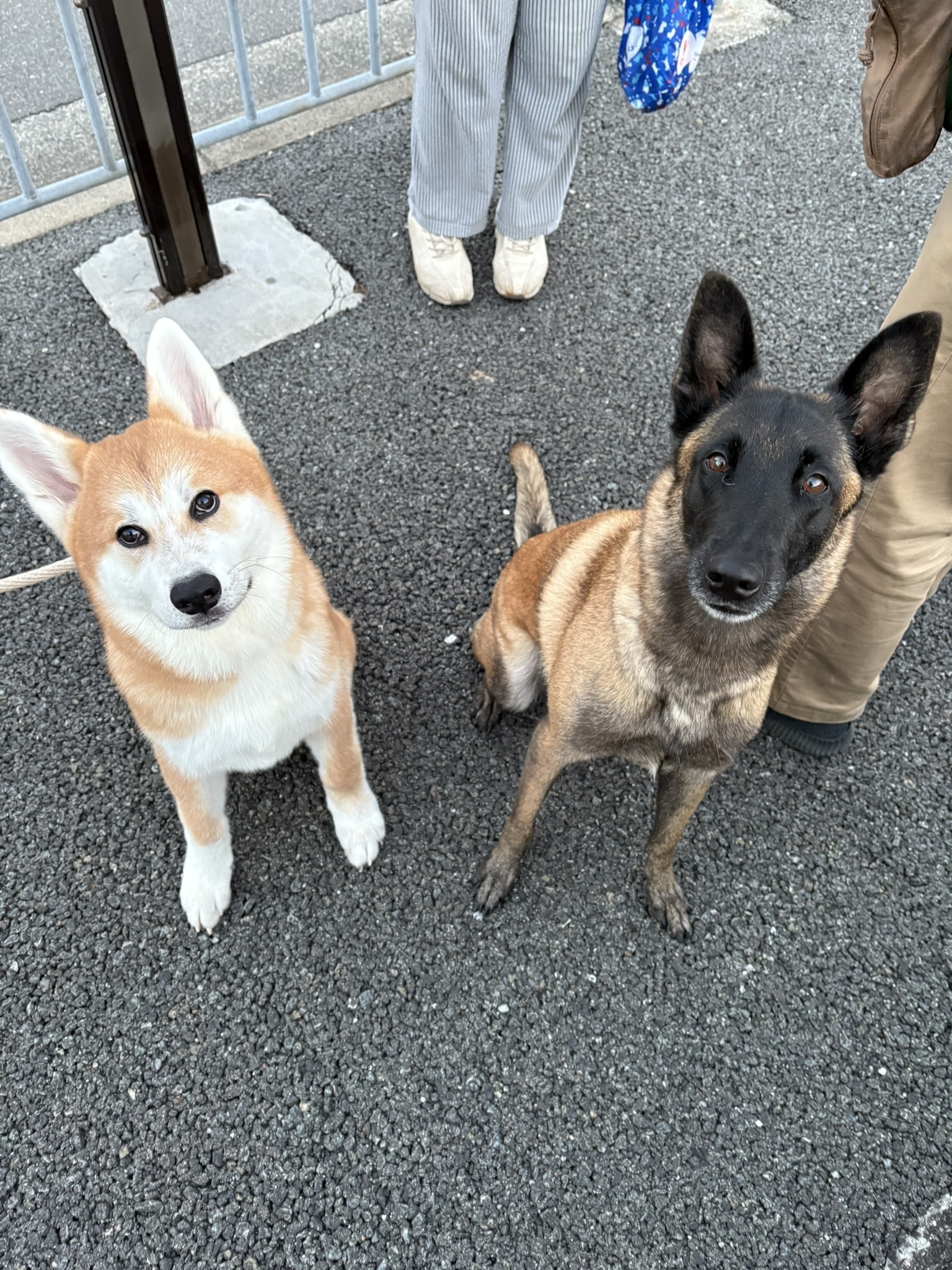 桃太郎の豆知識 なぜ猿・キジ・犬は鬼が退治できる⁉Manga de Japan