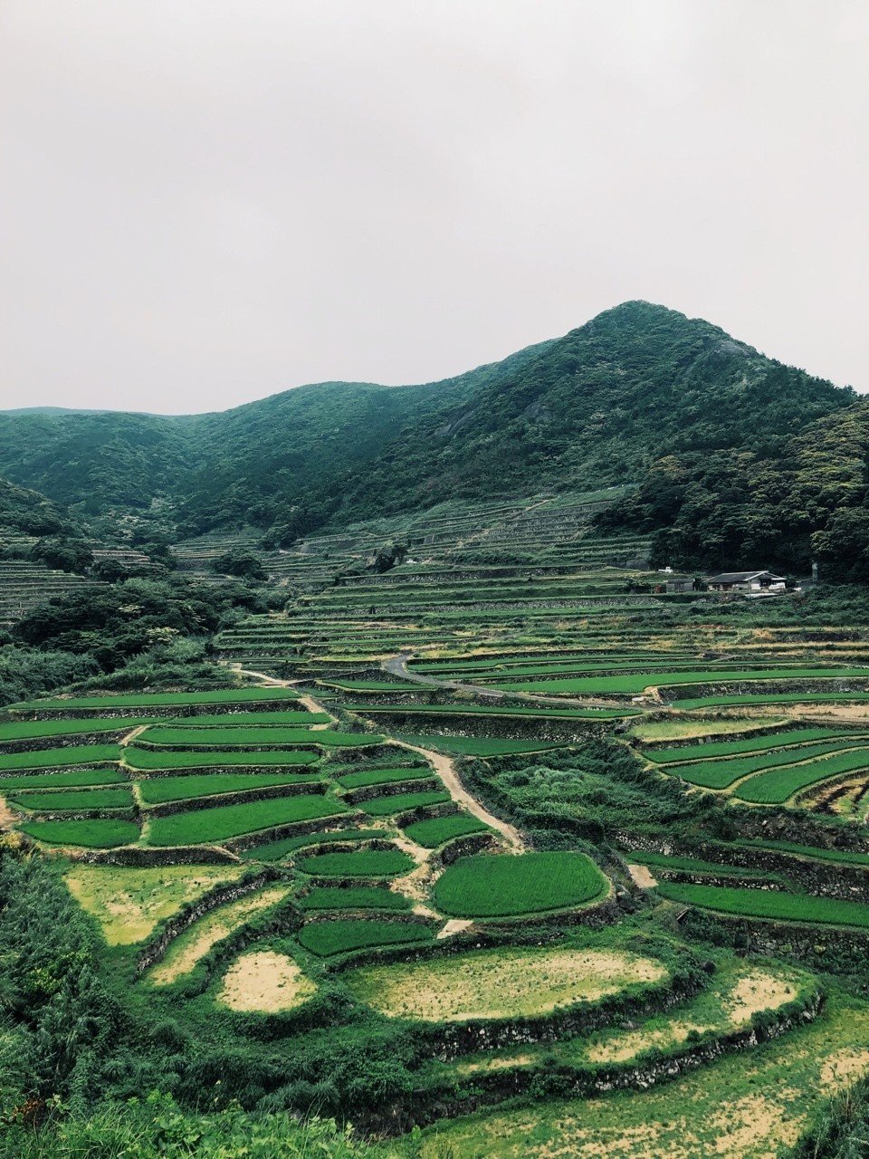 料理の基本や器の知識もなくて、家庭料理画像ばかり見たくないと思いますが書きたい😌 土鍋を火にかけ、沸騰するまで💻 蒸らす20分で夜ごはん完成🍚帰宅してすぐに『塩麹、カレー粉、醤油』に漬けた『豚のど軟骨』151円、『鶏肩肉』247円の半分でオイスターソース炒め