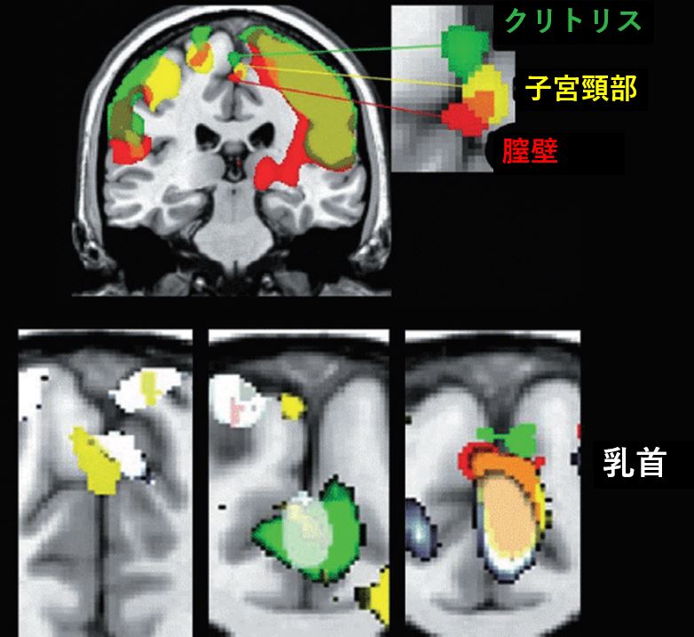 進行性家族性肝内胆汁うっ滞（うったい）症に対する第3相試験