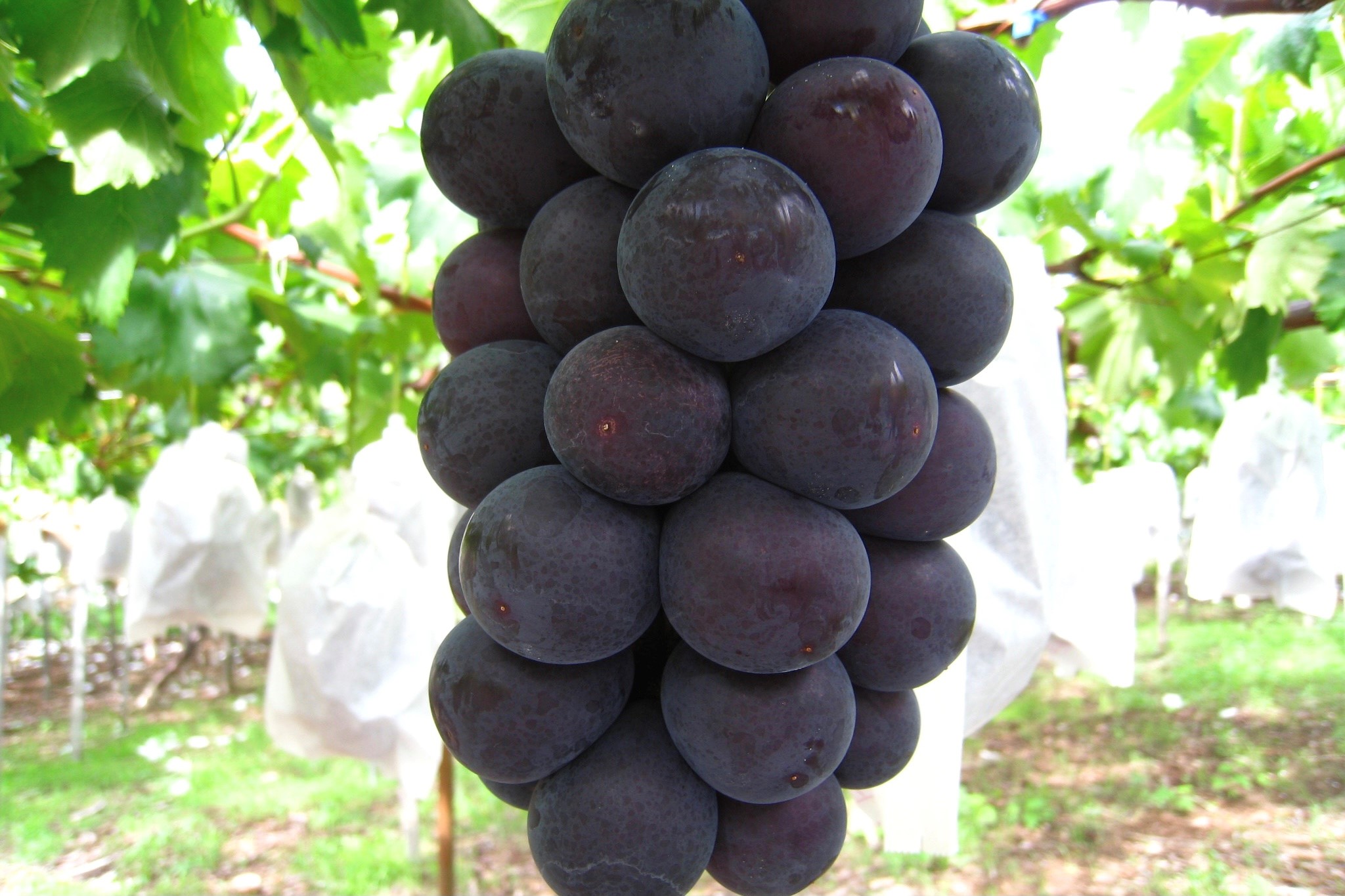 山梨県産 JAふえふき 八代支所 藤稔 ふじみのり 約2キロ 3房から４房送料無料 ぶどう ブドウ 葡萄 クール便 : 産直だより - 通販 -Yahoo!ショッピング