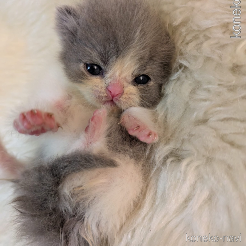 楽天市場 ベルメゾン 新生児 さらっと快適 綿素材 コットン メッシュ ショートオール ◇ 60-80 ◇ ◇ 男の子 女の子 前開き ベビー ベビー赤ちゃん ロンパース ボーイズ ガールズ つなぎ 夏 部屋着 涼しい プチプラ ジータ : ベルメゾン ママ