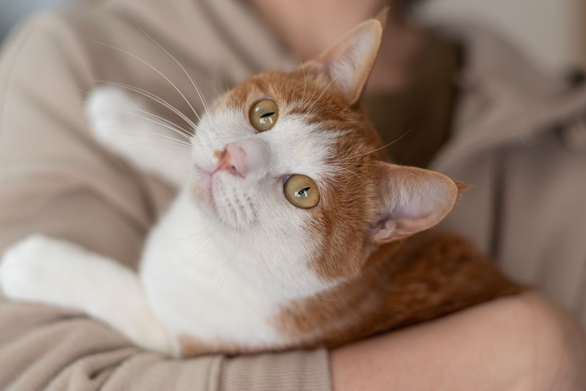 夢占い 猫を抱っこする夢の意味とは。猫の色や猫の行動別にメッセージを解説「マイナビウーマン」