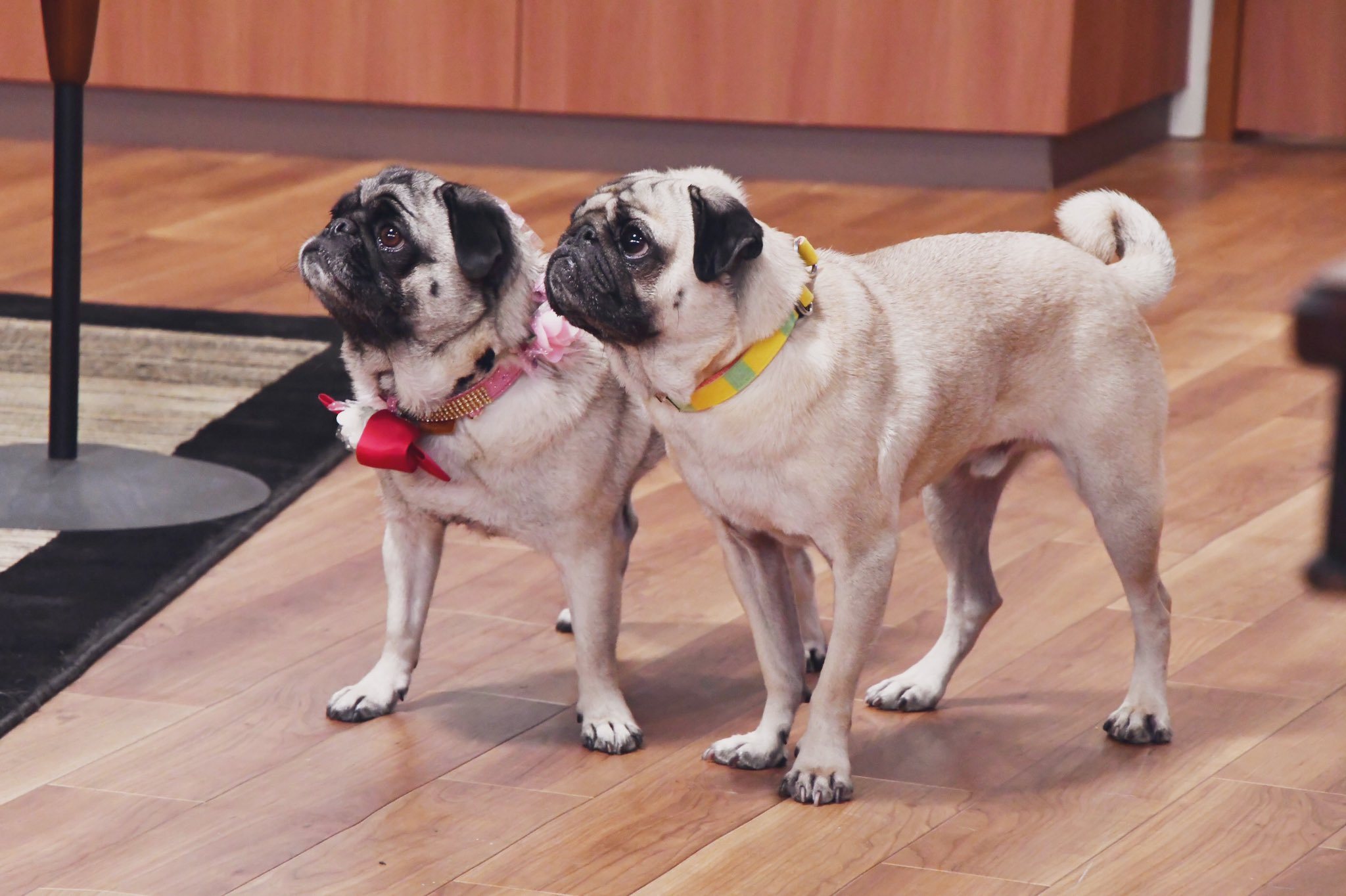 通行人でもいいので出たい」湘南乃風RED RICE、念願の『まだ結婚できない男』に出演めざましmedia“好き”でつながる