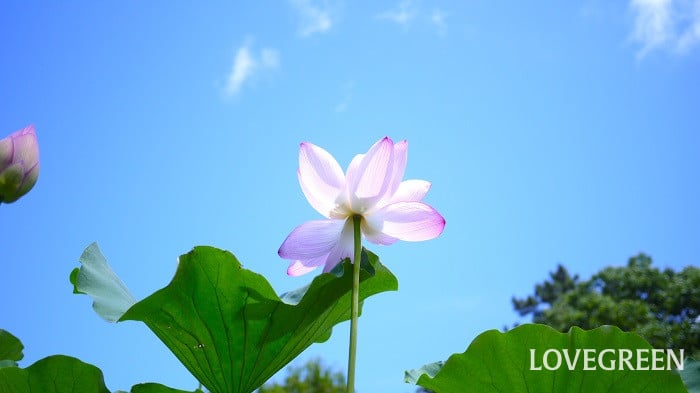女の子の名前におすすめ!かわいい花の名前一覧を花言葉とともに夏編LOVEGREEN ラブグリーン