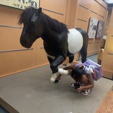 写真 7- ソダシが現役引退 須貝調教師「お母さんとして新しい伝説を」 ＧⅠ制覇の妹ママコチャが〝夢〟をつなぐ競馬ニュース・特集なら東スポ競馬