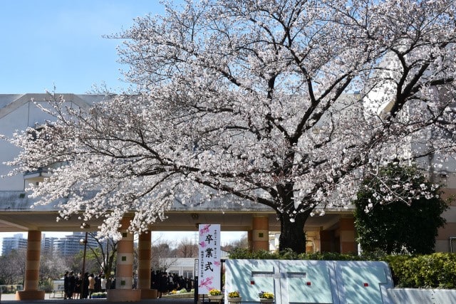 卒業と桜イラスト無料イラスト・フリー素材なら「イラストAC」