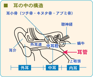 垂れ耳うさぎの100均トンネルの使い方が完璧すぎ 赤ちゃんロップイヤー- YouTube
