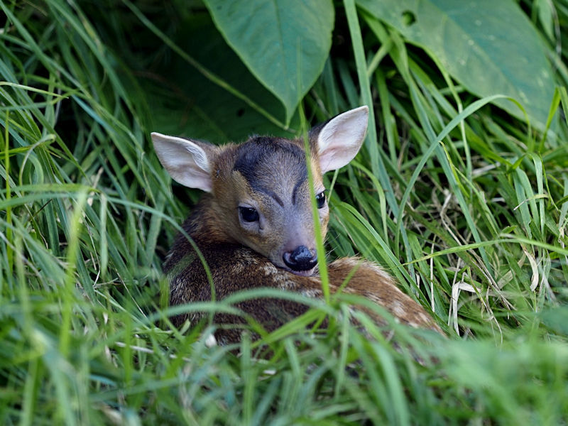 キョンの赤ちゃん : 動物園放浪記