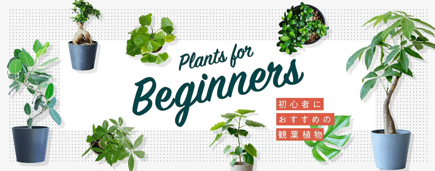 初心者でも簡単な室内で育てる花！一年中咲く花などの栽培キットのおすすめランキング野に行く