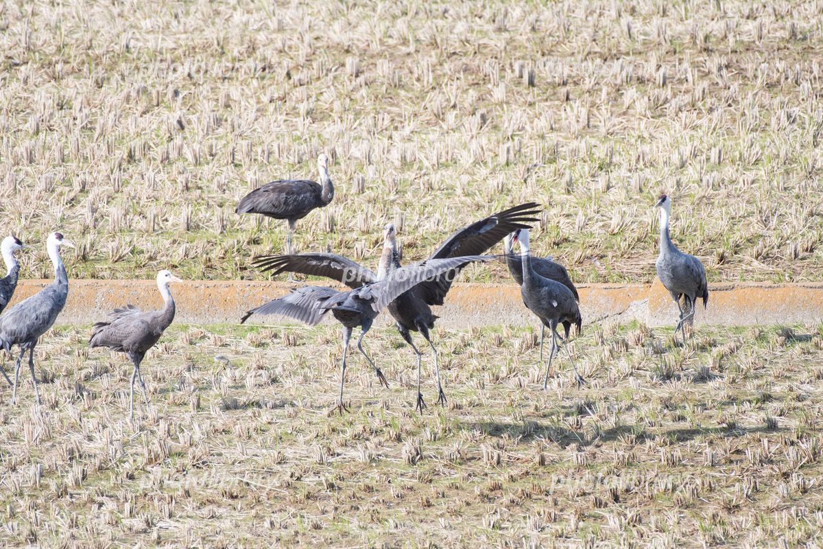 第2161回 オスがもてるには求愛ダンス 翆野 大地