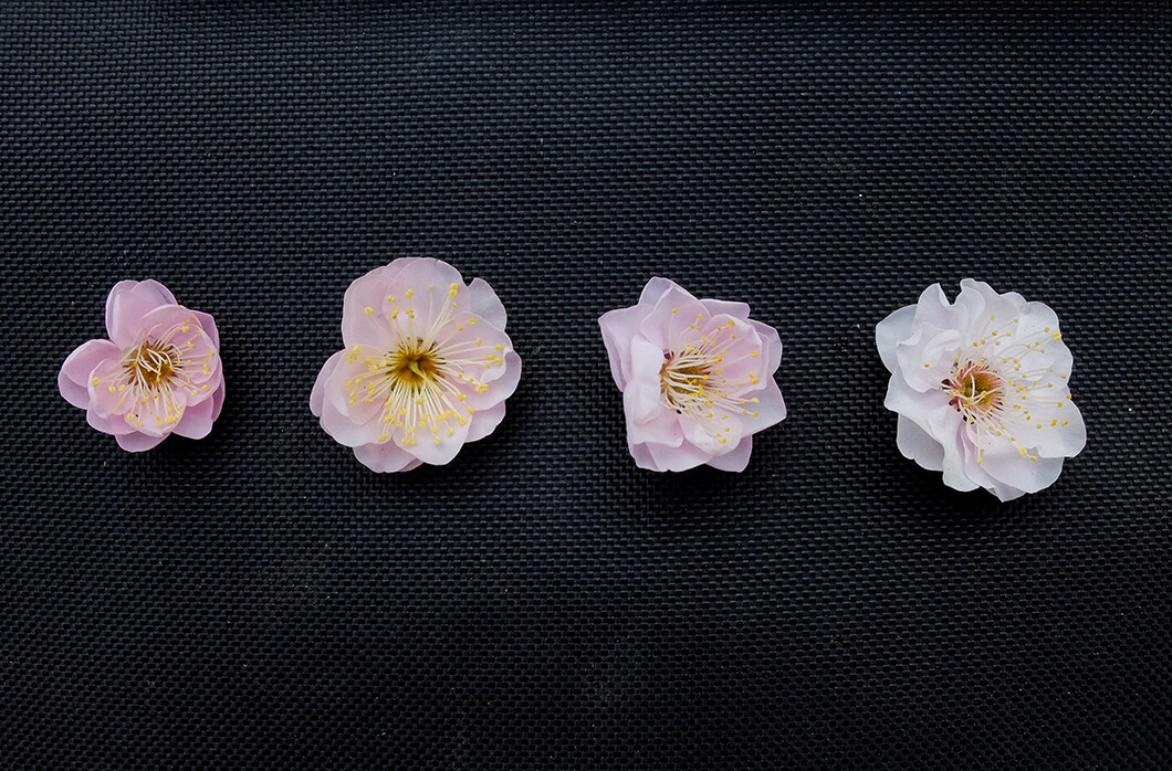 ハナウメ 花梅寒紅梅 かんこうばい 地掘大苗 - 記念樹・果樹苗・大苗・苗木販売の隅田農園@京都亀岡
