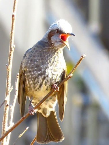 逆光で見づらいですが、ヒヨドリの鳴き声です。よく鳴き声を聞く鳥の一種で、花の蜜や果実が好物のため、鳥による農作物被害では、カラスに次いで多く報告されています。,京都市動物園kyotocityzooヒヨドリ留鳥農作物被害brownearedbulbulresidentbirdcropdamege