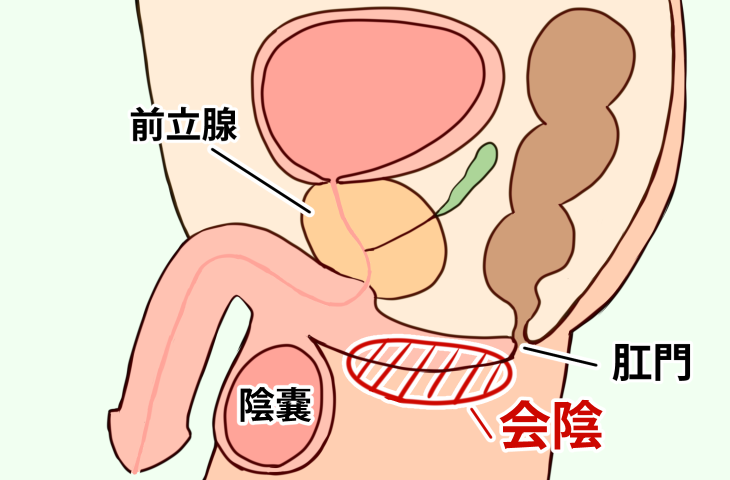 前立腺を見つける方法【コツとアドバイス】