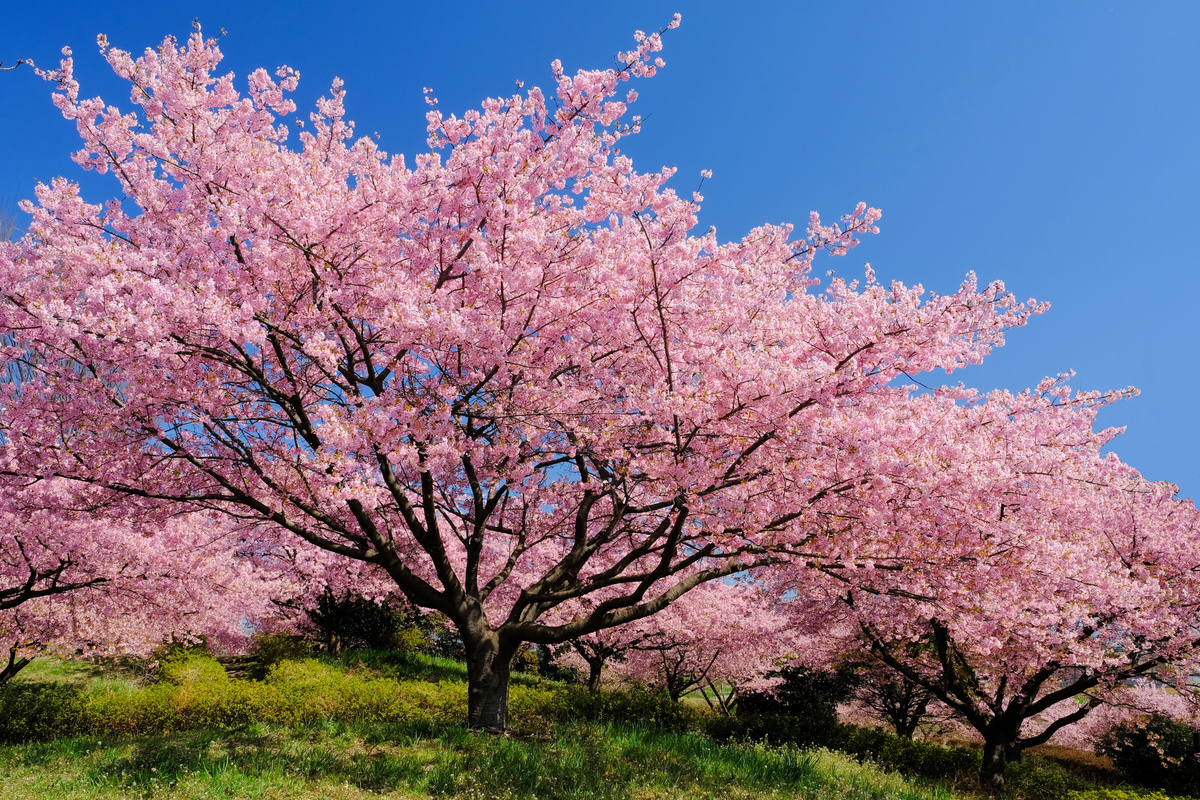 大分県 晴天の四浦半島の四浦展望台の河津桜 津久見の写真素材99752658- PIXTA