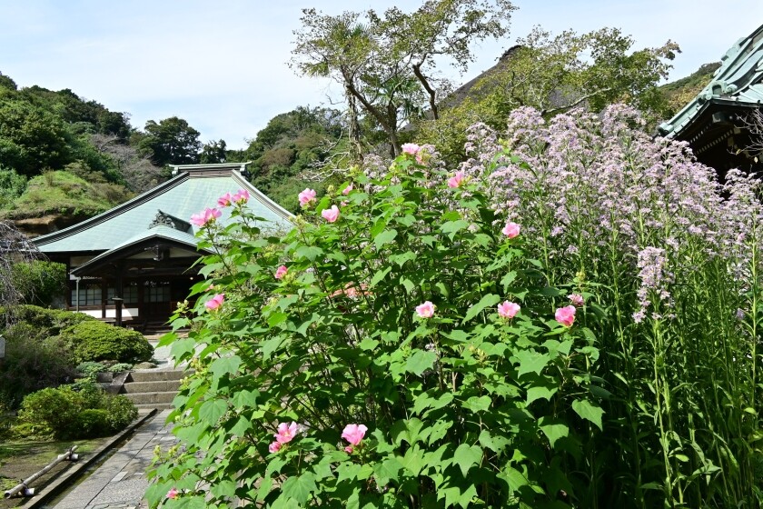 伊藤若冲 ポケットミニファイル 「花卉図天井画」椿・紫苑 | hmm,