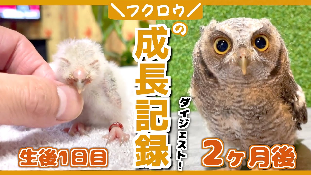 ホンドフクロウのヒナ 7月24日 八木山動物公園フジサキの杜