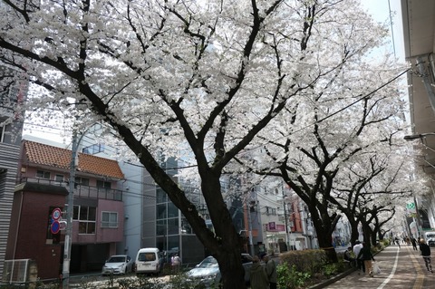 夫婦お花見デートAHN MIKA オフィシャルブログ『Jewel of Lotus』Powered by Ameba