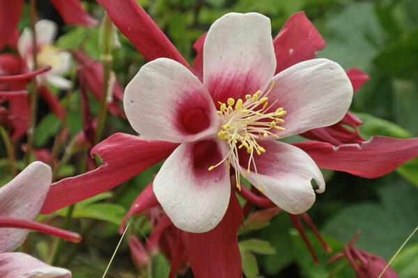 4月の誕生花一覧誕生月と誕生日の花言葉観葉植物・お花の通販 AND PLANTSアンドプランツ