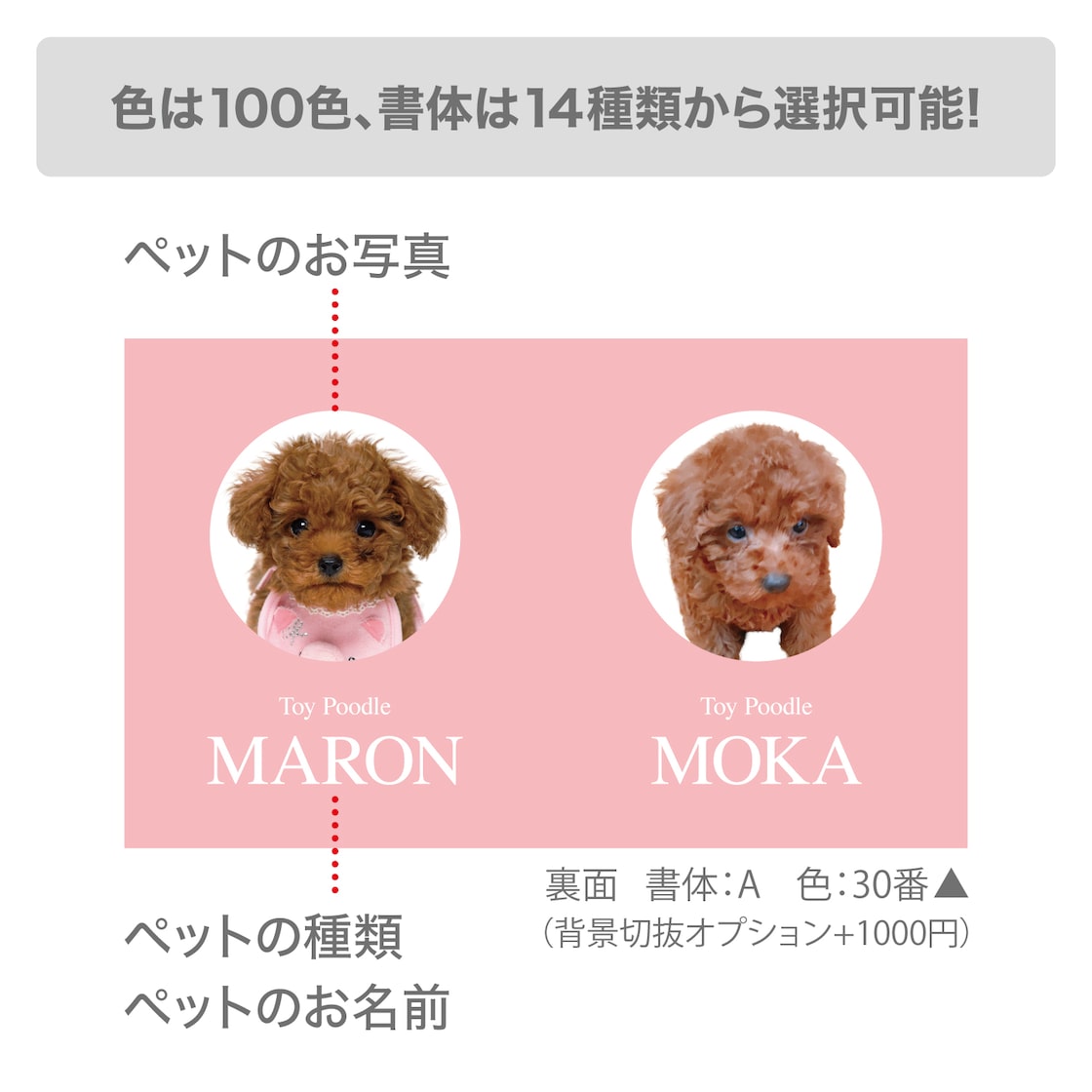 多頭飼いオーナー様大注目♪蛍光ピンクがキュートな2匹用ペット名刺が加わりましたRichKids ペット の写真で作るオーダーメイドグッズのお店 店長ブログ