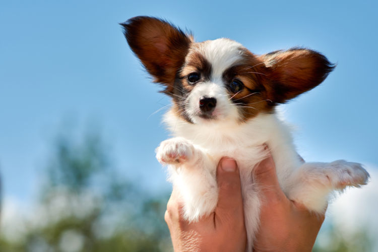 パピヨンパパの愛犬と幸せに暮らすコツ