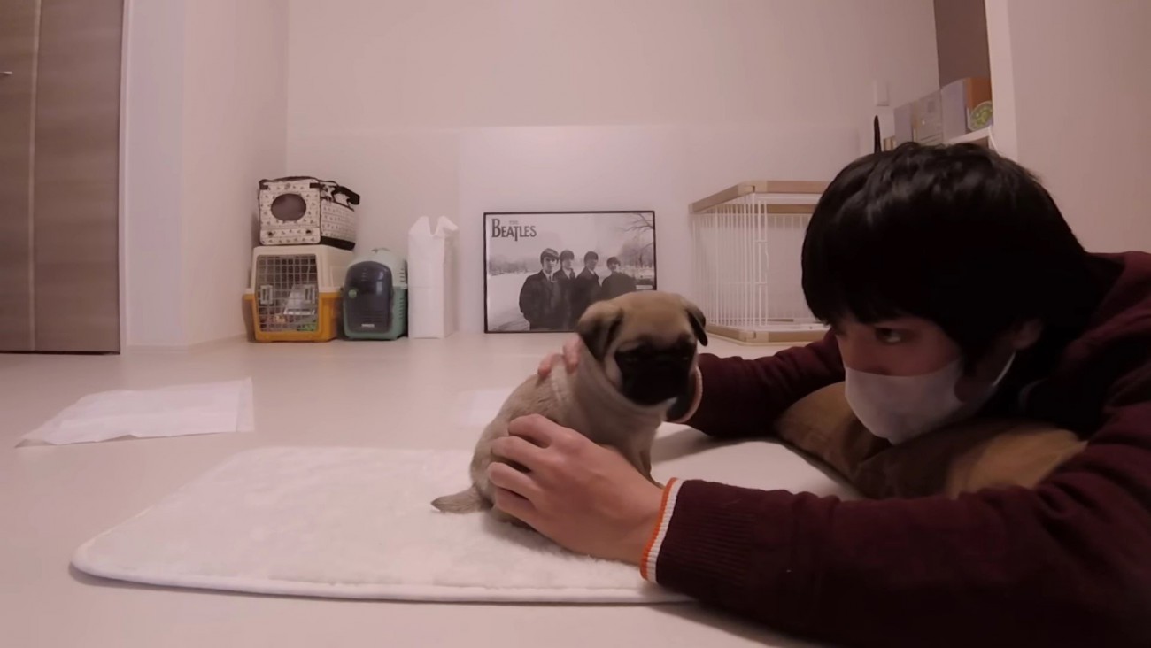 画像・写真 「まだ結婚できない男」“激カワ”パグ犬が話題！マネジャー＆飼い主に聞く「田中太郎ってどんなイヌ？」＜完全版＞ 25 25WEBザテレビジョン