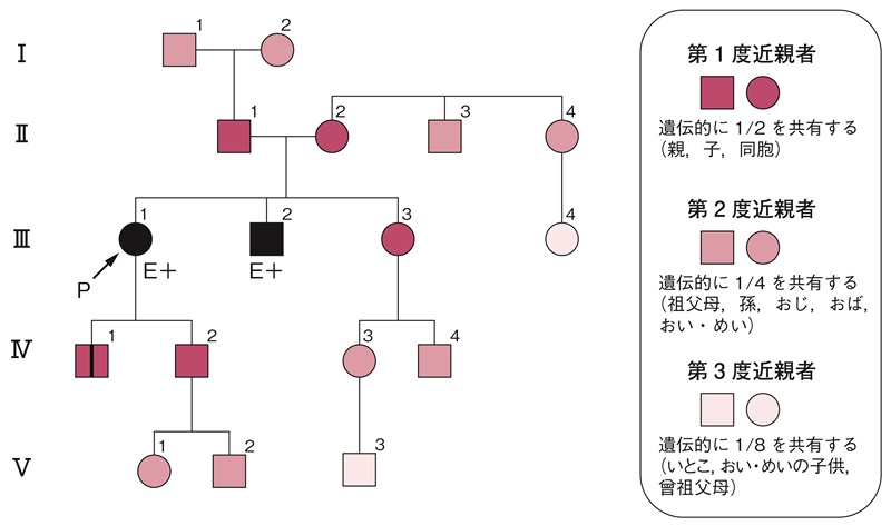 家系図 ファミリーツリー とは？用途から簡単な書き方やテンプレートを紹介